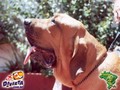 In Memorian - Fila Brasileiro Dourado - Canil Singular - Ben Hur